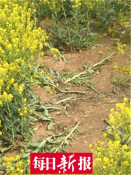 静海农民种板蓝根被误以为是油菜花引疯狂自拍