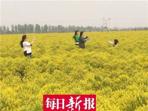 静海农民种板蓝根被误以为是油菜花引疯狂自拍