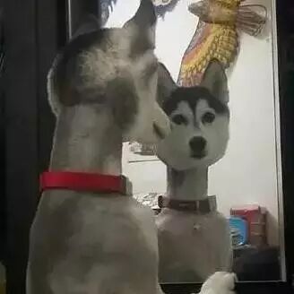 【叽歪囧图】第137期:卧槽,黄渤裸奔?