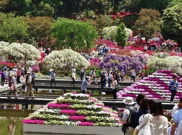 足利紫藤花瀑 美得难以喘息 日本味道 微信公众号文章阅读 Wemp