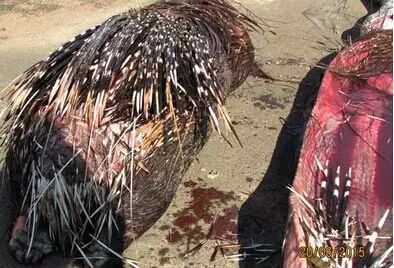 看见蛇最好别惹它：南非蟒蛇生吞一只猪爬不动了