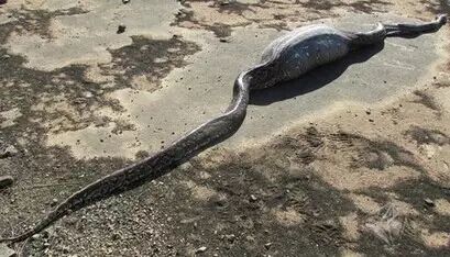 看见蛇最好别惹它：南非蟒蛇生吞一只猪爬不动了