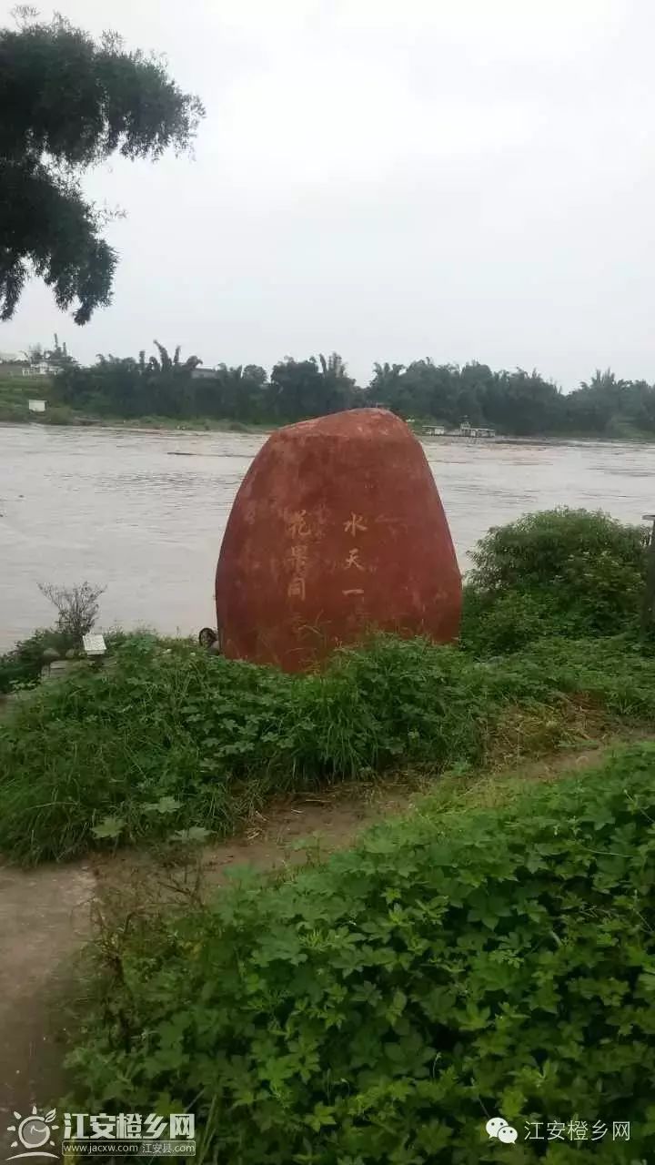 危险!长江江安段水位暴涨,网友被困橙花岛无法离开