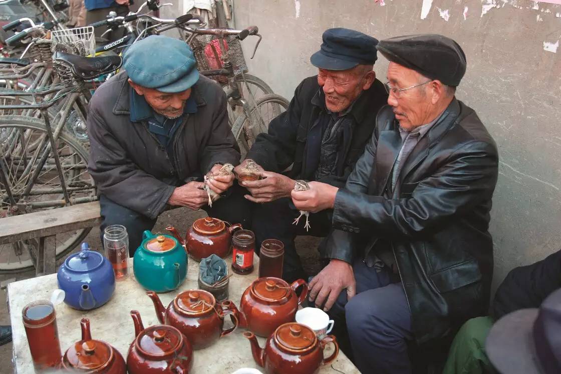 斗羊,斗鸡,斗鹌鹑……淮北的古风民俗你知道多少?