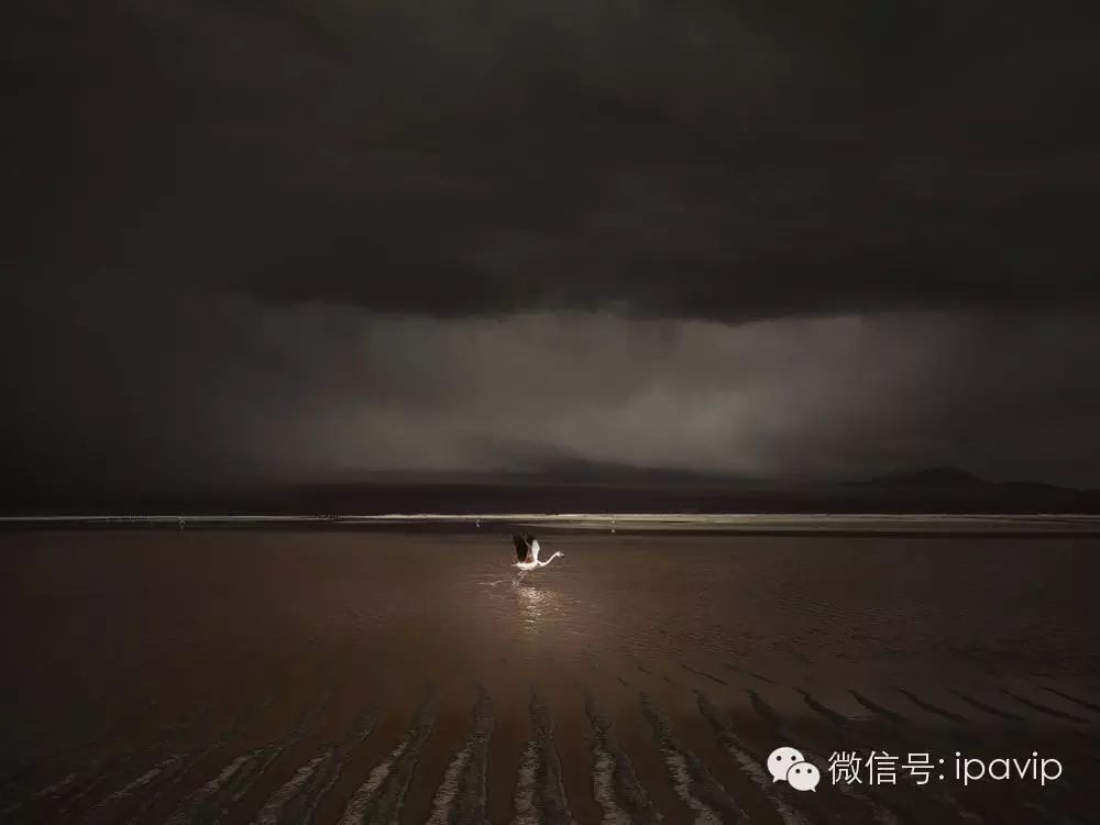 国际摄影获奖作品欣赏(第六十六期)