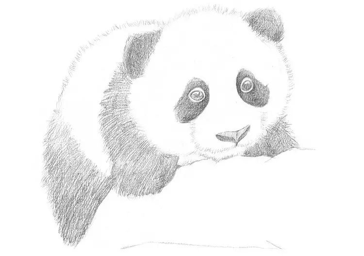 (4)后再次加深熊猫黑色毛发,并稍画出一定体积感.