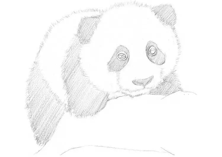 教程素描萌宝熊猫(用虚实来突出主体)