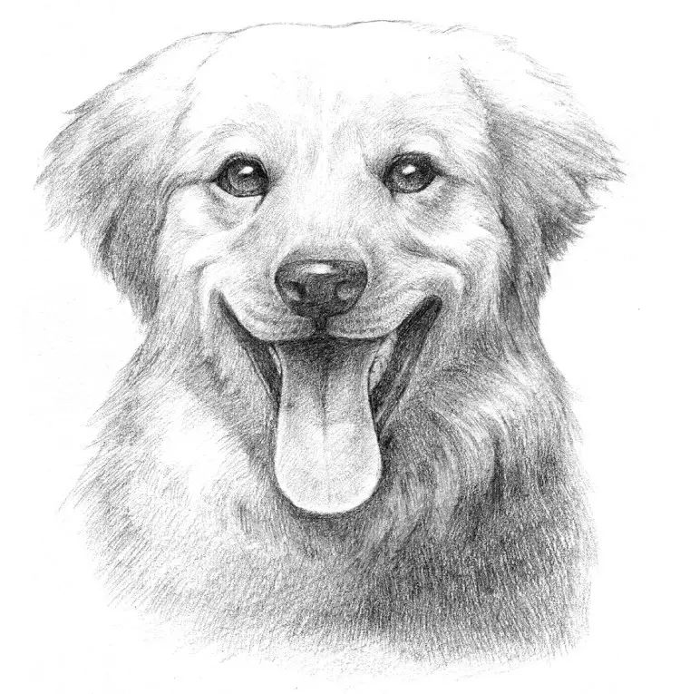 教程素描如何才能画出一张可爱的狗狗肖像