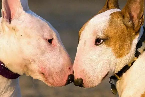 黄渤孙红雷亮相上海街头,所牵爱犬更加夺目