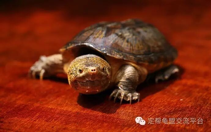 每天认识一种龟:巨型麝香龟