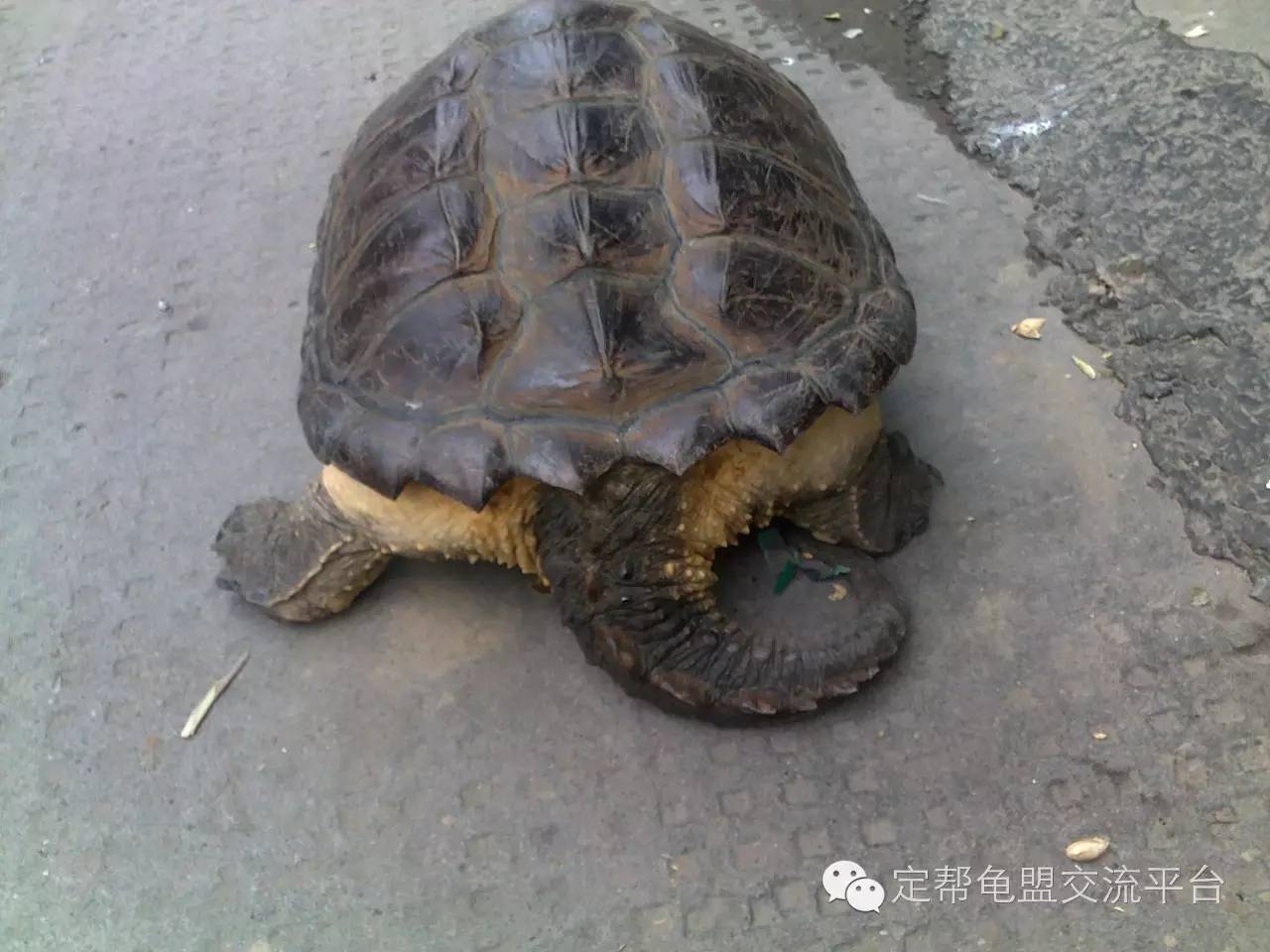 鳄龟科(chelydridae)的两种可食淡水龟,因其噬咬方式而翊此名.