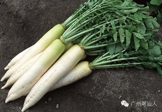 潮汕蔬菜那些有趣名字的来历!飞龙、力苏、干筒…
