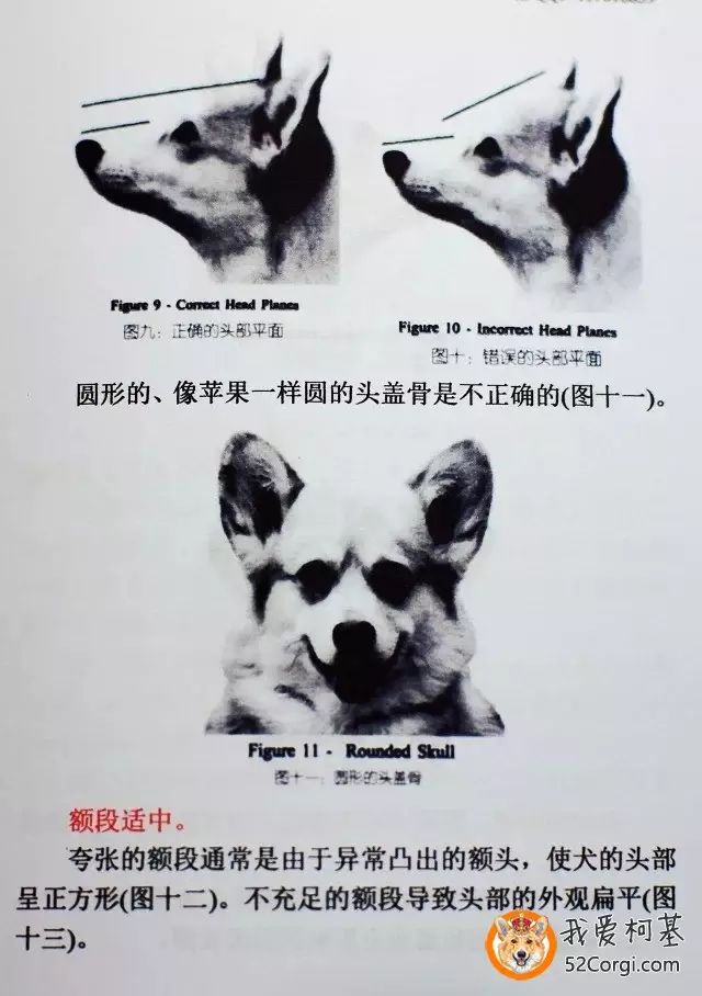 Tlc官网 彭布罗克威尔士柯基犬最新标准插图手册