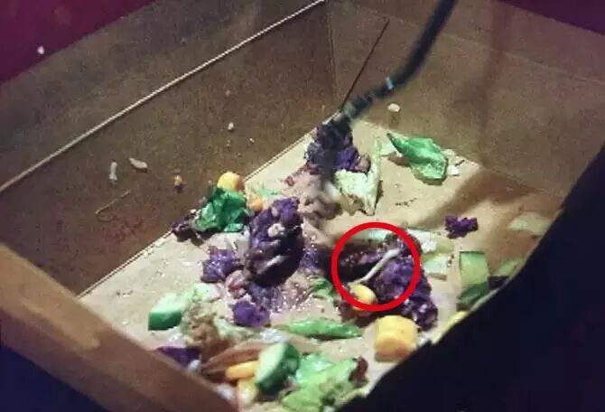 外卖里有红色“活物”!吃了几口“被怀孕”,店家的解释竟是……-怀孕期