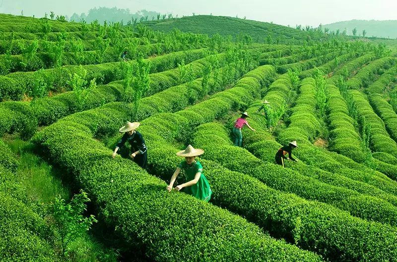 金奖惠明茶素以"一杯淡,二杯鲜,三杯醇,四杯五杯韵犹存"而著称于世