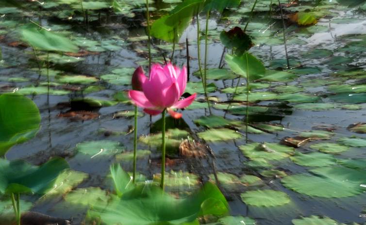 停经、晨吐神马的都被影视剧用滥了,还有哪些信号暗示着你可能已经怀孕?-怀孕期