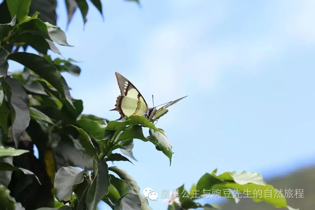 针尾蛱蝶 回复"自然"可获得"识得自然万物"自然类自媒体联盟成员名单