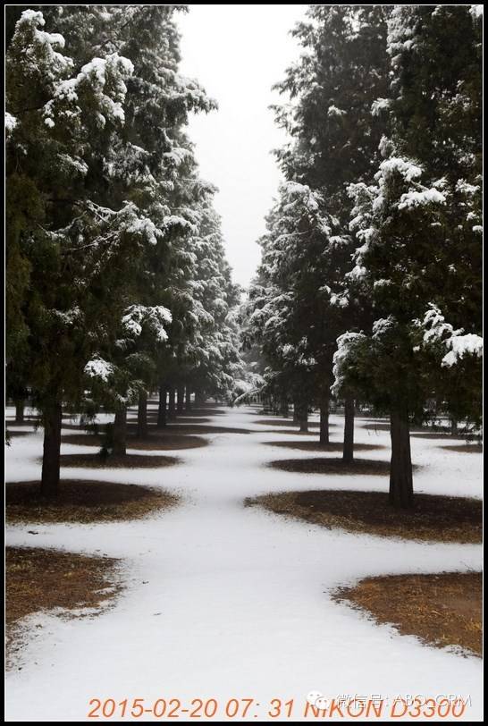 瑞雪兆丰年,2015年春节,初二,这个冬天比较大的第一场. .