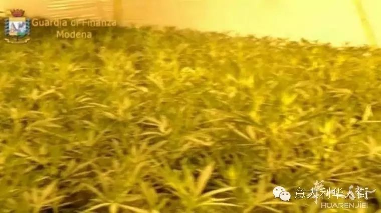 【警讯】Reggio Emilia省发现大麻'制造厂' 一华人被捕