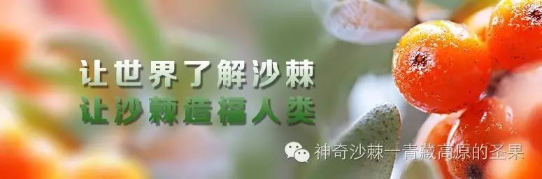 【复旦大学联合研究】国医圣方——沙棘预防心脑血管的最佳植物