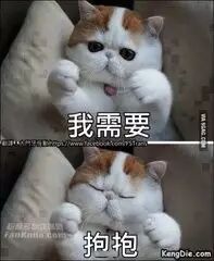 范冰冰自称猫奴,揭秘猫奴心理学