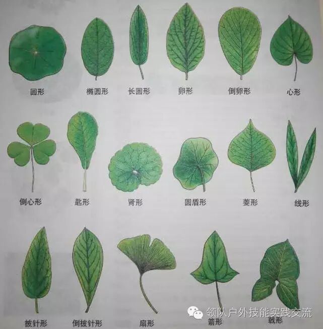 2区别单叶植物与奇偶复叶植物