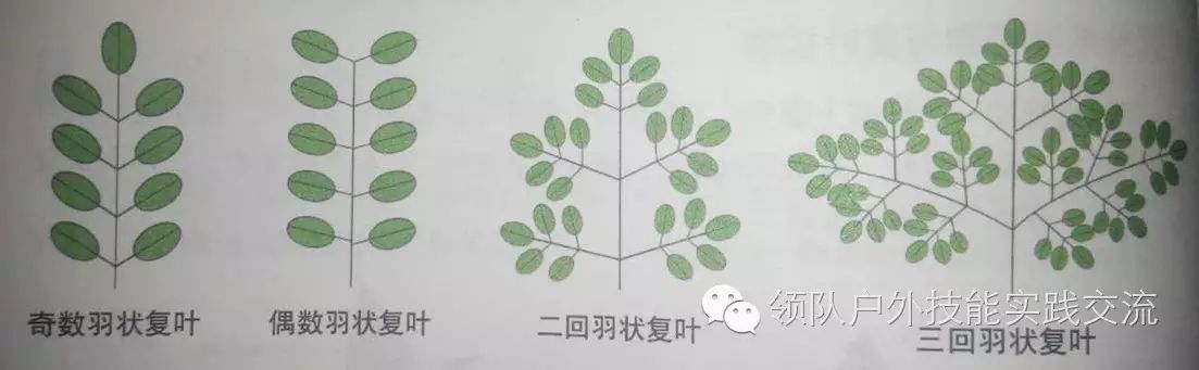 3植物叶序