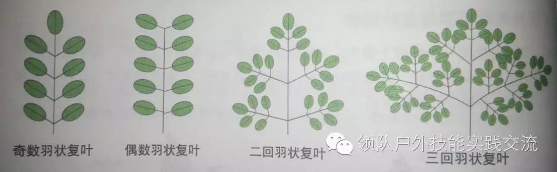 户外止血草药