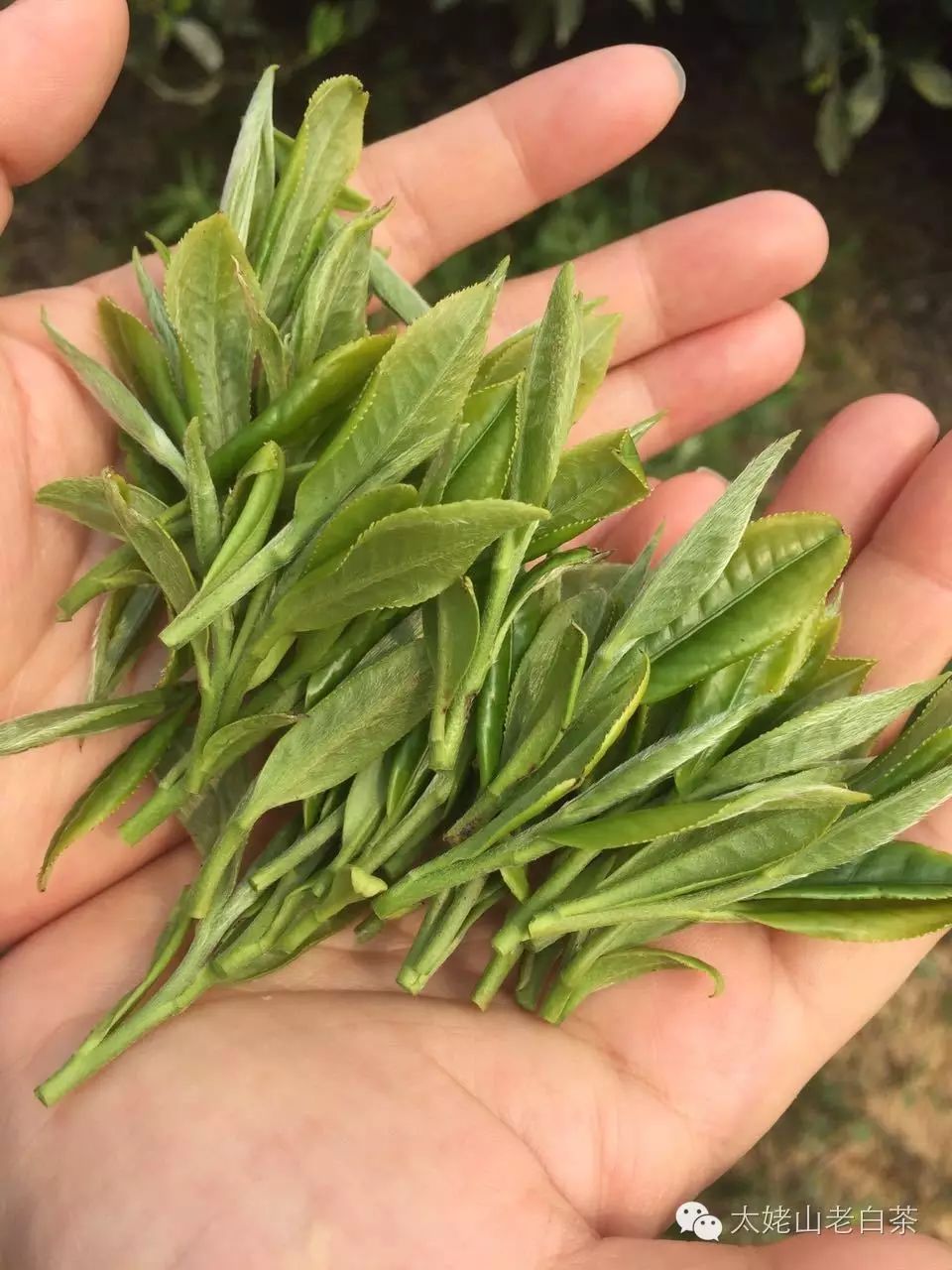 一斤好的春茶芽尖,到底要有多少个芽头?