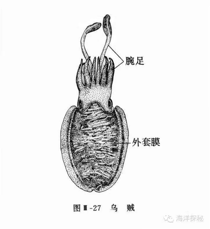 海洋生物人类从乌贼身上得到的启示