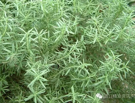 桉油醇迷迭香纯露