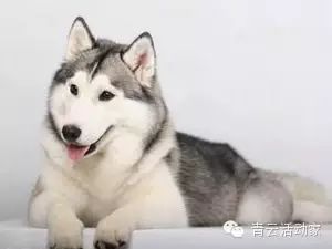 十个巨赞的团队游戏,让你的团队建设从此欲罢不能 十个巨赞的团队游戏,让你的团队建设从此欲罢不能