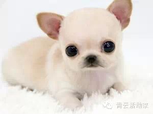 十个巨赞的团队游戏,让你的团队建设从此欲罢不能 十个巨赞的团队游戏,让你的团队建设从此欲罢不能