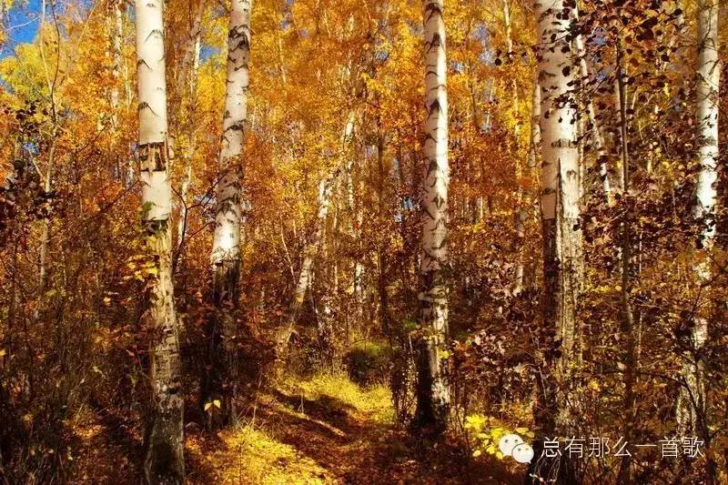 浓浓的苏联风:白桦林——朴树