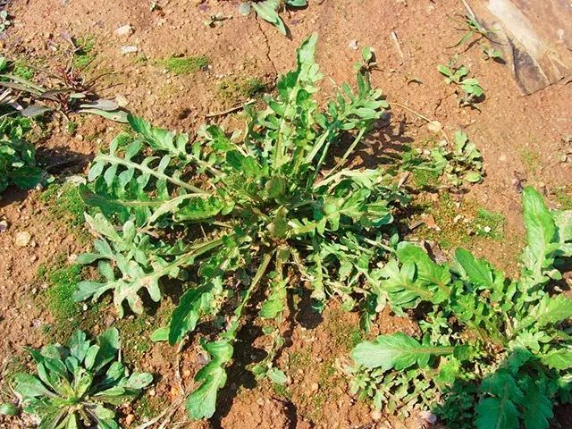 荠菜虽是野菜,但它却有两位声名显赫的表兄弟——萝卜和白菜,他们同