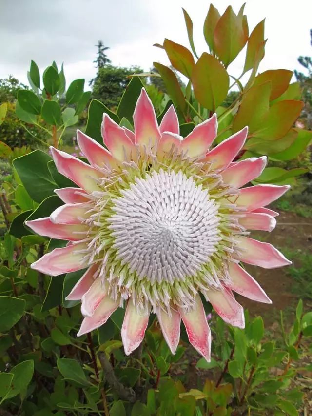 像用宝石装饰的花朵 菱叶丁香蓼 龙舌兰 南洋杉 帝王花 银牡丹 红