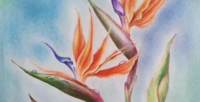 Cassie的一些彩铅画