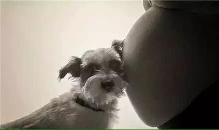 我怀孕了,可是我不想放弃狗狗,可以吗?-怀孕期