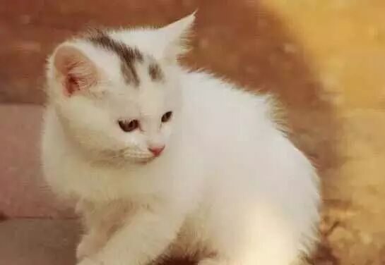 我怀孕了,可是我不想放弃狗狗,可以吗?-怀孕期