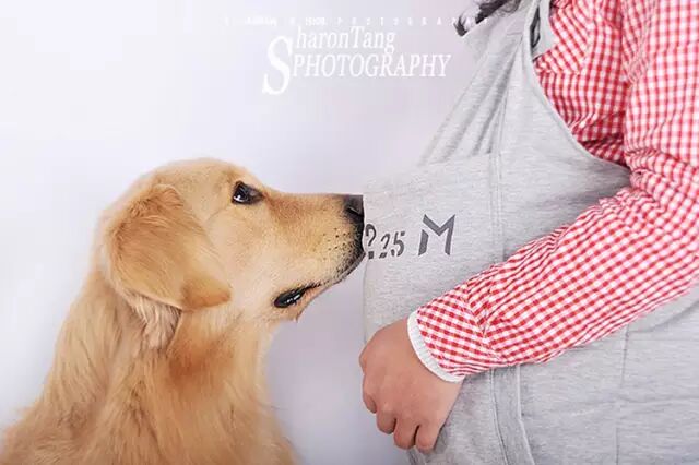 我怀孕了,可是我不想放弃狗狗,可以吗?-怀孕期