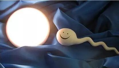 健康想要快速怀孕,先把精子和卵子的质量提上去~-怀孕期