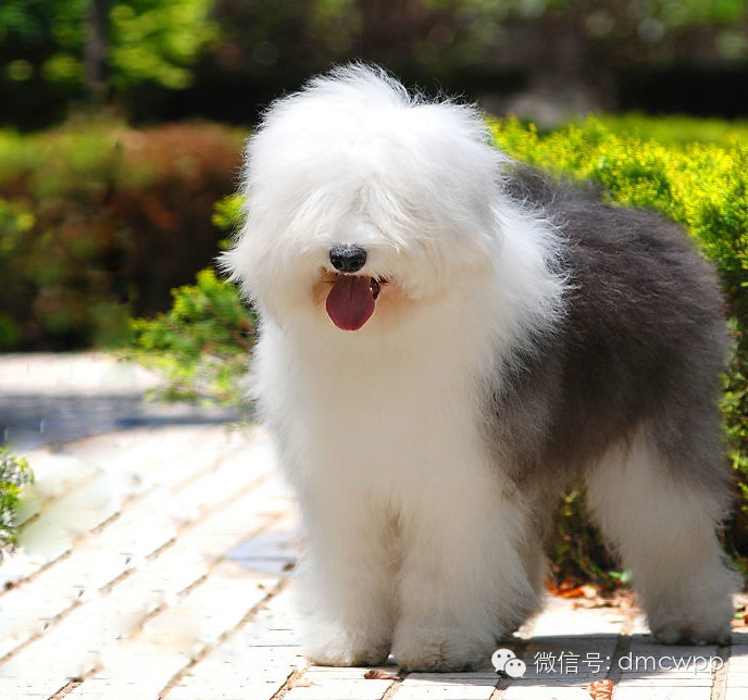1.边境牧羊犬 2.贵宾犬 3.德国牧羊犬 4.金毛猎犬 5.杜宾犬 6.喜乐蒂(谢德兰牧羊犬) 7.拉布拉多猎犬 8.蝴蝶犬 9.罗威纳 10.澳洲牧羊犬 排名110的狗,大部分听到新指令5次,就会了解其含义并且轻易记住。主人下达命令时,它们遵守的几率高于95%。此外,即使主人位于远处,它们也会在听到指令后几秒钟内就有反应。即使训练它们的人经验不足,它们也可以学习得很好。 11.