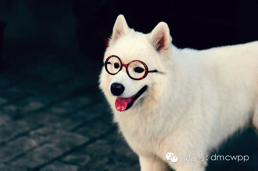 1.边境牧羊犬 2.贵宾犬 3.德国牧羊犬 4.金毛猎犬 5.杜宾犬 6.喜乐蒂(谢德兰牧羊犬) 7.拉布拉多猎犬 8.蝴蝶犬 9.罗威纳 10.澳洲牧羊犬 排名110的狗,大部分听到新指令5次,就会了解其含义并且轻易记住。主人下达命令时,它们遵守的几率高于95%。此外,即使主人位于远处,它们也会在听到指令后几秒钟内就有反应。即使训练它们的人经验不足,它们也可以学习得很好。 11.