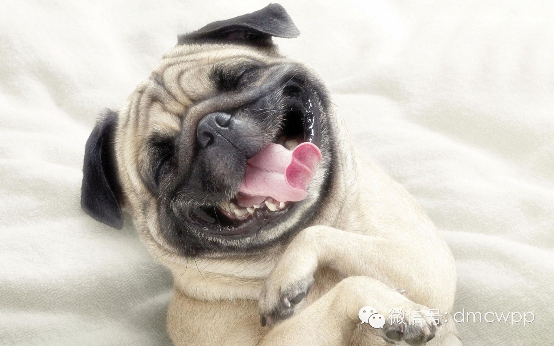 1.边境牧羊犬 2.贵宾犬 3.德国牧羊犬 4.金毛猎犬 5.杜宾犬 6.喜乐蒂(谢德兰牧羊犬) 7.拉布拉多猎犬 8.蝴蝶犬 9.罗威纳 10.澳洲牧羊犬 排名110的狗,大部分听到新指令5次,就会了解其含义并且轻易记住。主人下达命令时,它们遵守的几率高于95%。此外,即使主人位于远处,它们也会在听到指令后几秒钟内就有反应。即使训练它们的人经验不足,它们也可以学习得很好。 11.