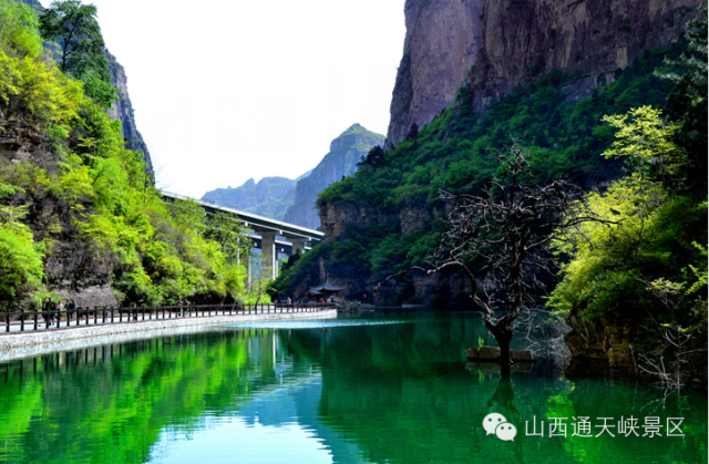 四月迎春花開(kāi)“千人暢游山西通天峽”