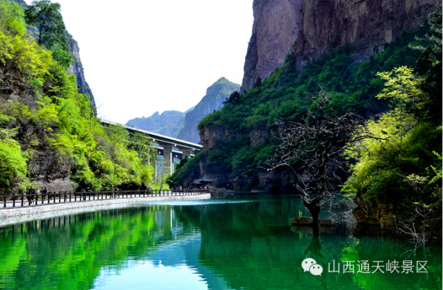 四月迎春花开“千人畅游山西通天峡”