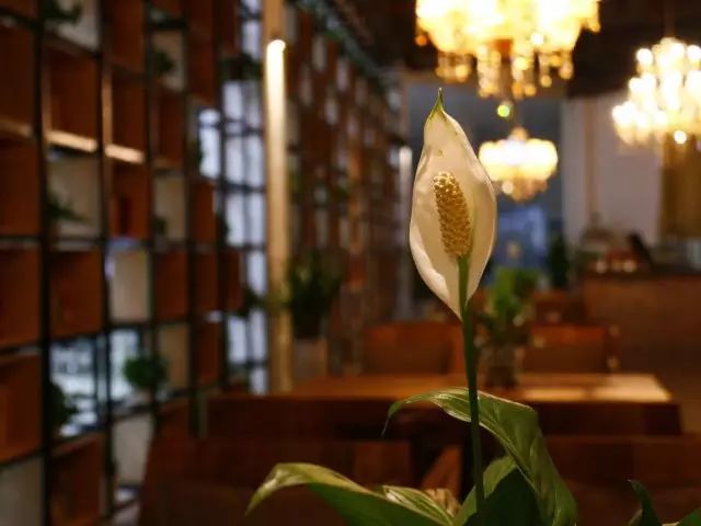 大学生创业项目计划书咖啡店_上海千人计划创业人才项目_大学有什么好的创业项目