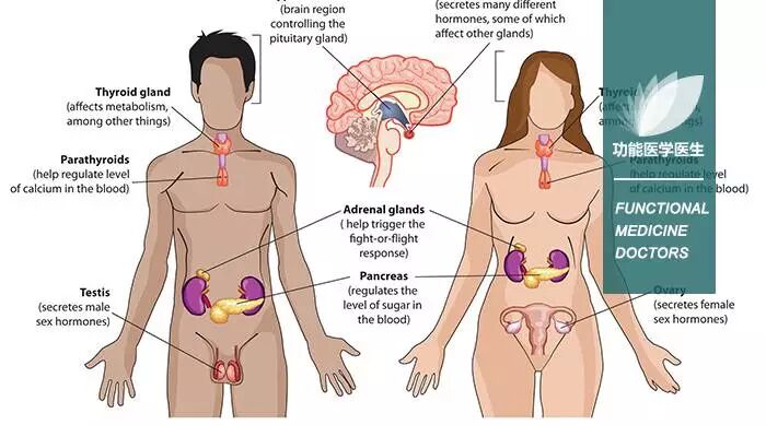 备孕难?功能医学教你如何科学备孕及备孕注意事项——<功能医学医生>专业分享