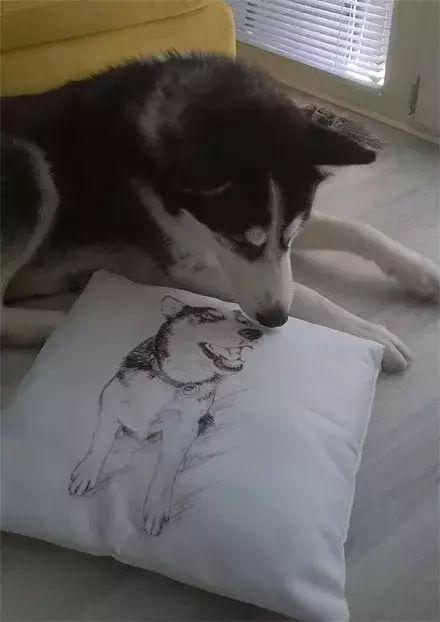 網友帶哈士奇去畫了個抱枕，回家後二哈就開始懷疑狗生了... 未分類 第5張