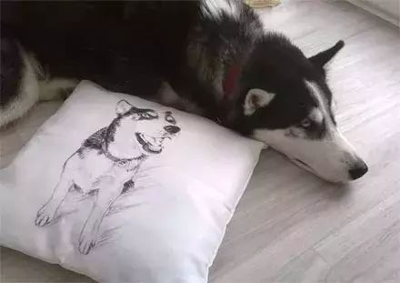 網友帶哈士奇去畫了個抱枕，回家後二哈就開始懷疑狗生了... 未分類 第6張